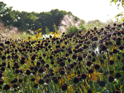 2017-10-05 Sussex Prairie Garden 10.jpg