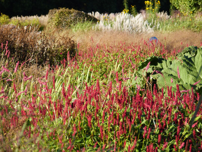 2017-10-05 Sussex Prairie Garden 14.jpg