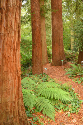 redwoods.jpg