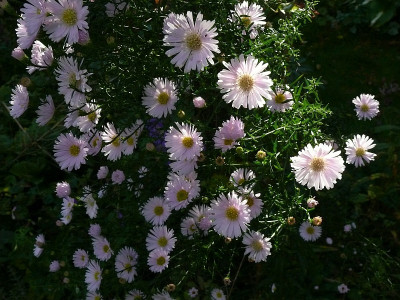 aster_cyrille_2017-10-14_001.jpg