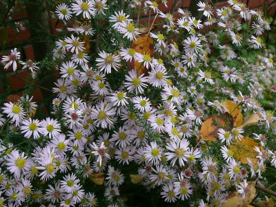 aster_pink_cloud_2017-10-14_024.jpg