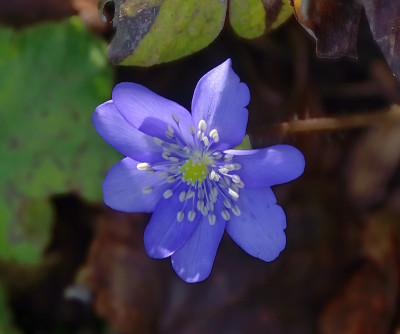 DSC_0672-hepatica transsylvanica_001.JPG