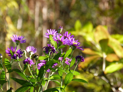 2017-10-30 Gartenimpressionen 7.jpg