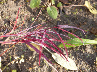 2017-11-04 Amsonia 'Ernst Pagels'.jpg