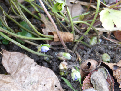 2017-11-08 Hepatica 'Blumenstadt Erfurt'.jpg