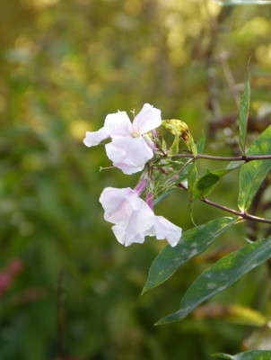 2017-11-13 Phlox 'Bornimer Nachsommer'.jpg