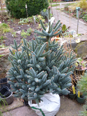 2017-11-18 Abies pinsapo 'Fastigiata'.jpg