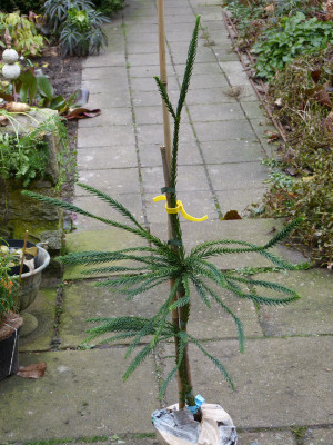 2017-11-23 Cryptomeria japonica 'Virgata'.jpg