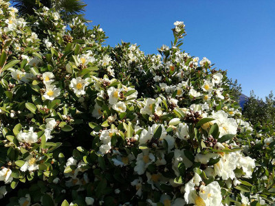 Gordonia axilaris.jpg