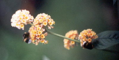 Hummel_auf_Buddleia_x_wheyeriana.jpg