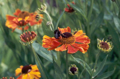 Hummel_auf_Helenium_Waltraut.jpg