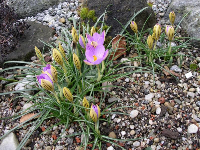 Crocus imperati ssp. imperati De Jager 05.01.17.JPG