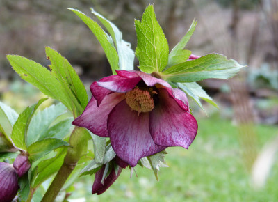 2018-01-05 Helleborus x hybridus 'Roter Januar'.jpg