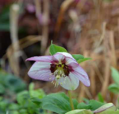 Helleborus-Sämling-Picotee-roteNektarien.18-1.jpg