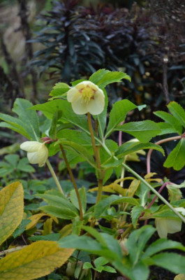 Helleborus-Sämling-SY.18-1.jpg