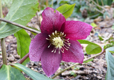 2018-01-05 Helleborus x hybridus 2.jpg