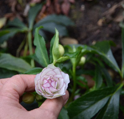 Helleborus-Bäuerlein17.18-1.jpg