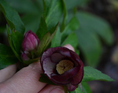 Helleborus-Sämling-Claire.17-1.jpg