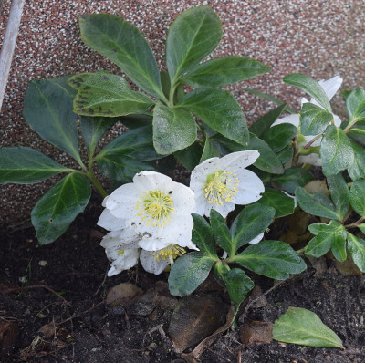 helleborus.jpg