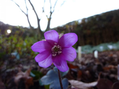 Hepatica nobilis 09.01.2018!!!!!.jpg