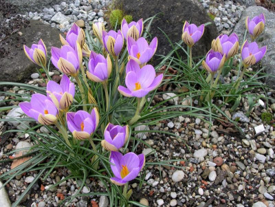 Crocus imperati ssp. imperati De Jager 09.01.18.JPG