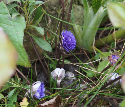 Hepatica2018a.jpg