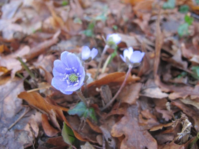 Hepatica 12.1.18 ue.JPG