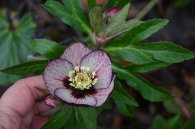 Helleborus-Sämling-Claire.18-2.jpg