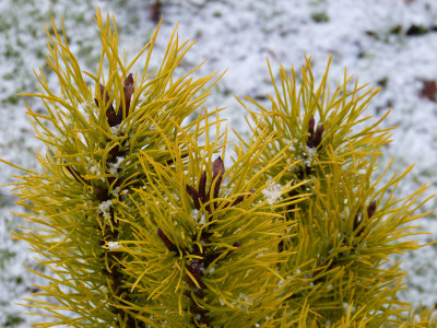 2018-01-20 Pinus contorta 'Chief Joseph'.jpg