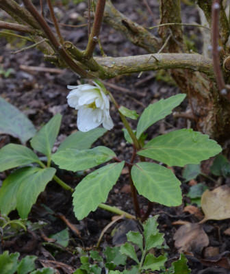 Helleborus-Sämling.SnowFrills.18-1.jpg