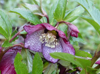 2018-01-26 Helleborus x hybridus 'Roter Januar'.jpg