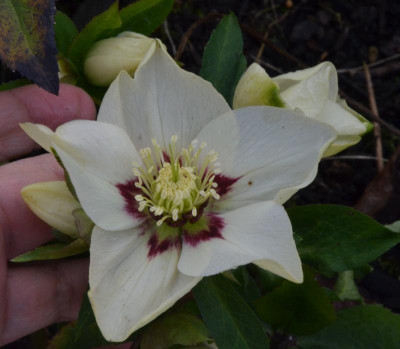 Helleborus-Sämling-weiß-rot.18-1.jpg