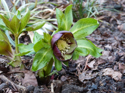 2018-01-29 Helleborus x hybridus.jpg