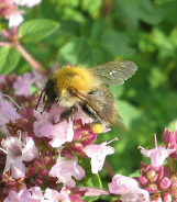 vielleicht_Waldhummel_1_1.jpg