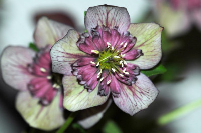 Helleborus_Schmiemann_4_02-03-2007.jpg