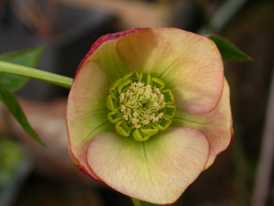 Helleborus_Gelborange.jpg