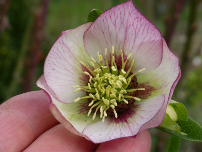 Helleborus_Picotee_mit_Stern.jpg