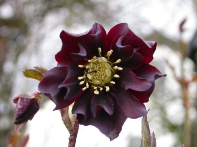 Helleborus_Schwarz_gefullt.jpg