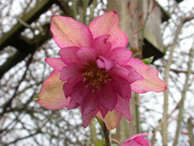 Helleborus_Rosa_Stern.jpg