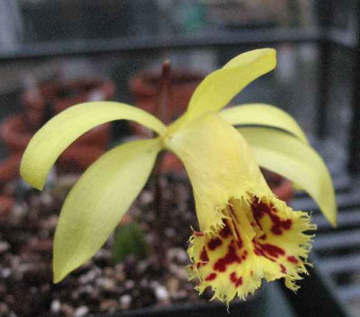 6.3.07._Pleione_forrestii_030.JPG