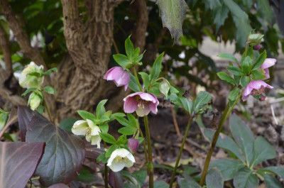 Helleborus-Sämlinge.18-1.jpg