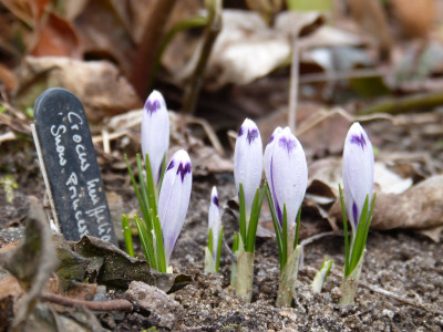 2018-03-26 Crocus heuffelianus 'SnowPrincess'.jpg