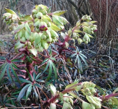 Helleborus foetidus 180326.jpg