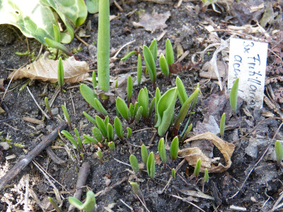 2018-04-04 Fritillaria acmopetala.jpg