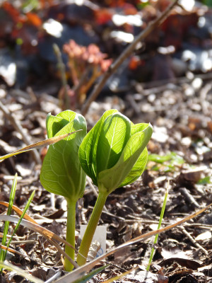 2018-04-04 Trillium albidum.jpg