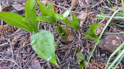 Trillium grandiflora Snow Bunting 06.04.2018.jpg