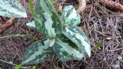 Trillium underwoodii 06.04.2018.jpg