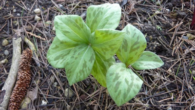 Trillium 'Julia' 006.04.2018.jpg