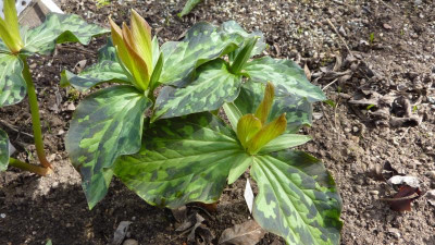 Trillium kurabayashii 'Hirouki' 06.04.2018.jpg