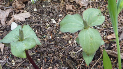 Trillium luteum Silberblatt 06.04.2018.jpg